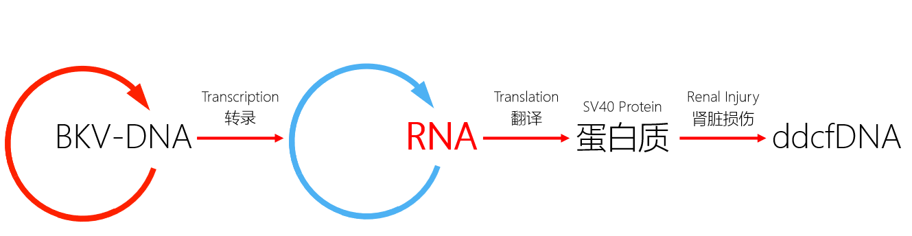 2024澳门2024免费原料